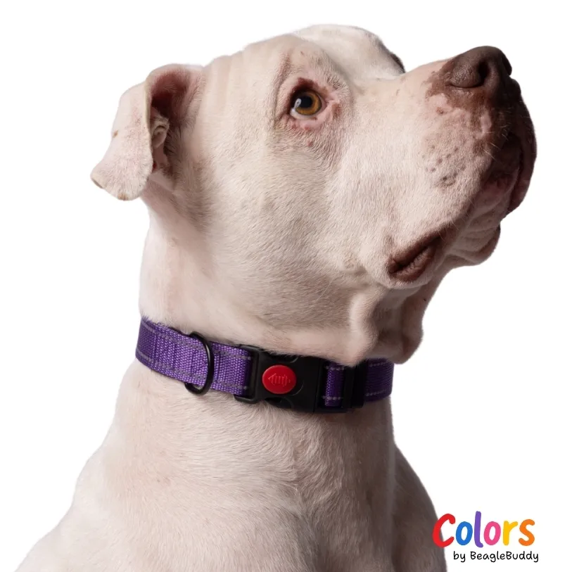 Collar Reflectivo Morado - BeagleBuddy