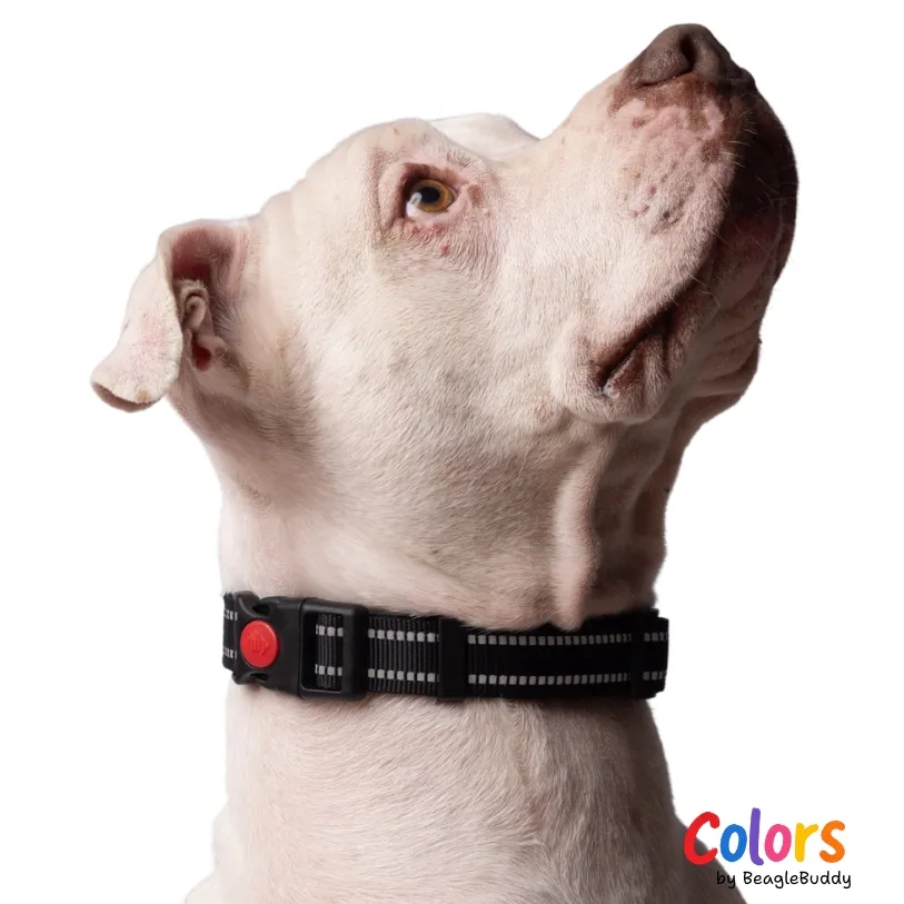 Collar Reflectivo Negro - BeagleBuddy