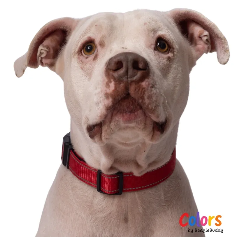 Collar Reflectivo Rojo - BeagleBuddy