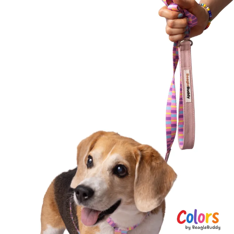 Correa en cuero vegano y reata Ref. CANDY - BeagleBuddy