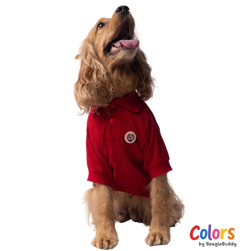Dog Polo - BeagleBuddy